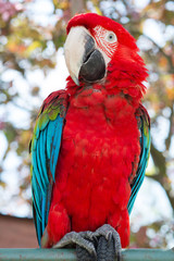 color