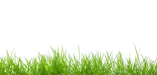 Fresh spring green grass panorama isolated on white background.