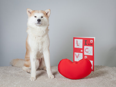 Akita St-Valentin