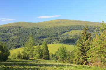 Fototapeta na wymiar Nature. Forest mountain landscape in the summer