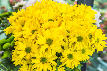 Beautiful flowers of chrysanthemums