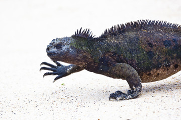 Iguana walking on white sand