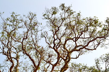 Under the shade of a tree.
