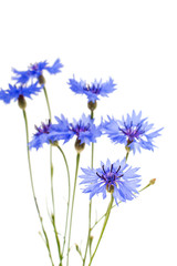Fototapeta premium cornflowers flowers
