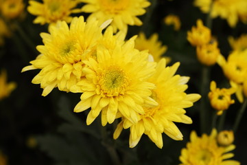 Chrysanthemum flower blooming in the garden