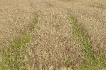 Grain in the fields. Ripening ears. Harvest and grain
