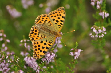 Orange butterfly sitting on the heather in the forest. Insect