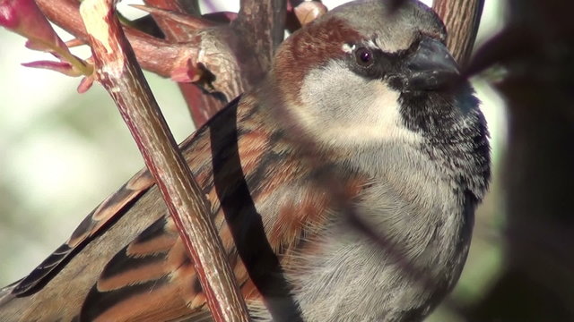 Close up of a male sparrow chirping in the sunlight