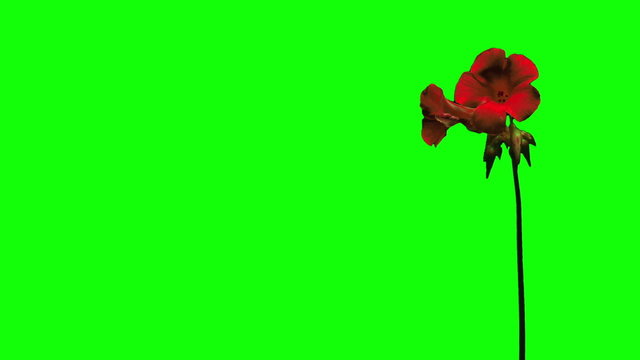 Red flower growing time lapse green screen