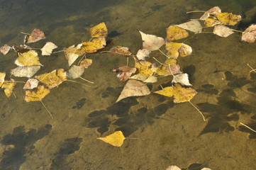 Yellow leaves floating on the water. Autumn on the River