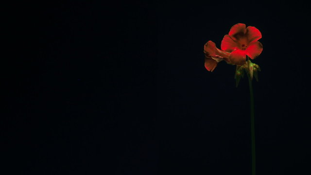 Red flower growing time lapse black background