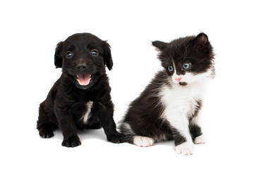 puppy with a kitten