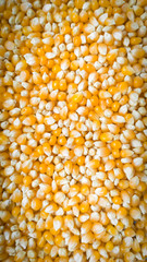 Tasty yellow grains of corn. Whole background.