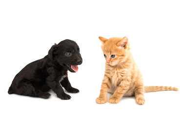 Fototapeta na wymiar puppy with a kitten