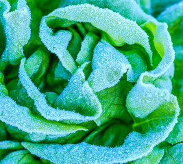 Lettuce in the winters morning at Doi Inthanon, Thailand