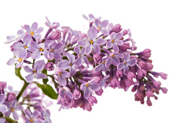 lilac branch
