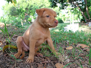 Puppy on a field of grass