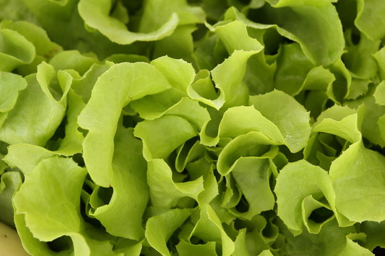 lettuce