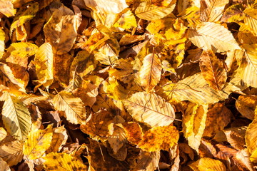 Herbstlaub