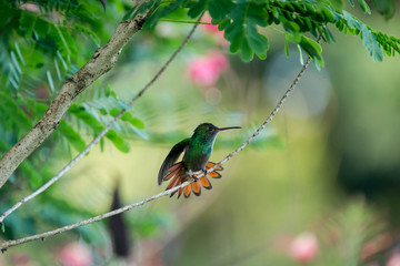 colibri - oiseau Costa rica