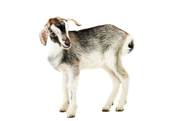little goat isolated