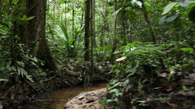 Walking along a rainforest stream in Ecuador