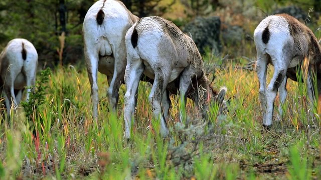 Mountain goat grazing, adult and baby, Yellowstone 