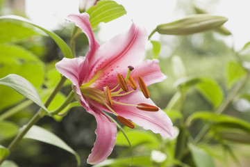 Deutschland, Lilie (Lilium) © tunedin
