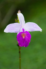 orchidée tropicale