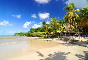 Caribbean landscape