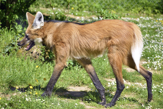 Fototapeta Maned Wolf walking on grass