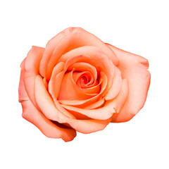 Pink Rose Flower on white background