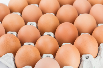 Eggs in paper tray