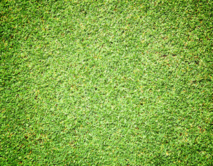 Obraz premium Grass background