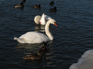 Naklejka premium Schwäne