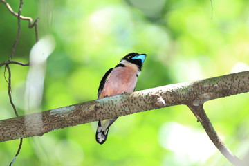 Black-and-yellow Broadbill (Eurylaimus ochromalus) in Malaysia