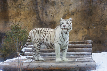 Бенгальский (белый) тигр