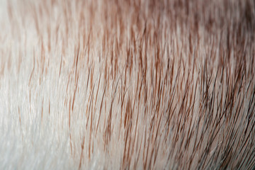 fur mink