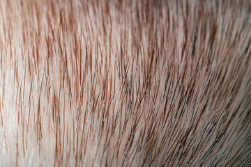 fur mink