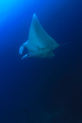Manta Ray
