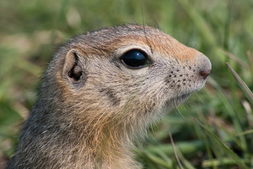 Gopher