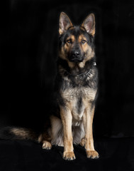 deutscher Schaeferhund