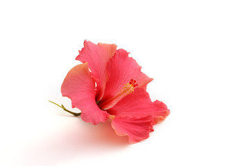 Fleur d'hibiscus - 78528747