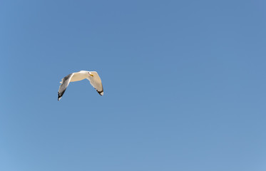 Common Gull flying under an almost clear blue sky