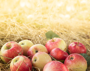 Ripe apples in dry hay