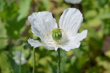 Opium - Mohn, Schlafmohn (Papaver somniferum)