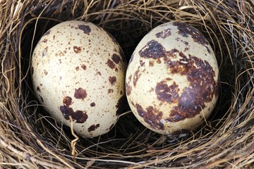 zwei Eier im Vogelnest