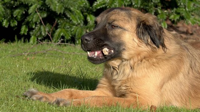 Brauner Hund kaut Knochen