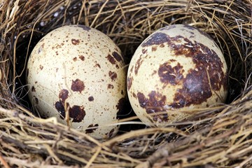 zwei Eier im Vogelnest