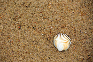 Fototapeta na wymiar Seashell on the Beach. Full Frame